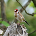 Categorie afbeelding Europese cultuurvogels