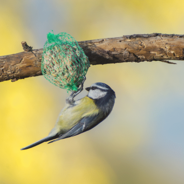 Kinlys Mezenbollen met Net - 10 Stuks - Tweede afbeelding