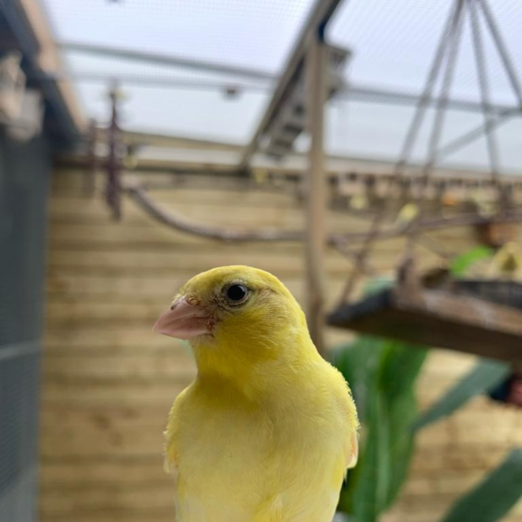 Al jouw vogelbenodigdheden vindt je hier onder 1 dak