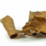 Back Zoo Nature Discovery Leaves - Afbeelding 2