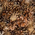 Back Zoo Nature Small Forest Pine Cones - Tweede afbeelding