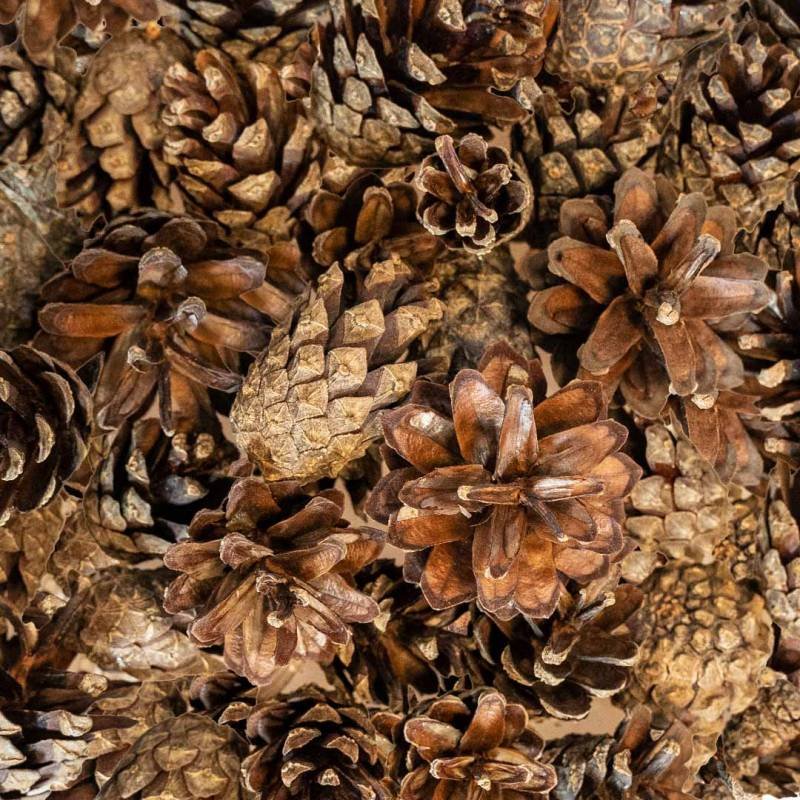 Back Zoo Nature Small Forest Pine Cones - Tweede afbeelding