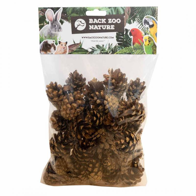 Back Zoo Nature Small Forest Pine Cones