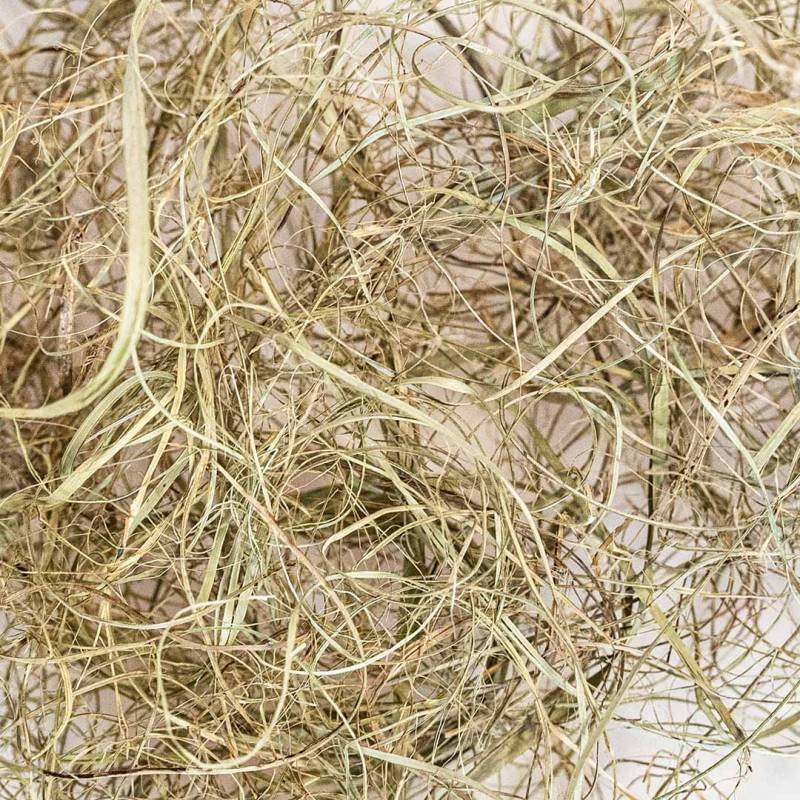 Back Zoo Nature Palm Grass