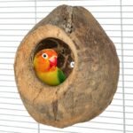 Back Zoo Nature Villa Coconut - Grote Kokosnoot