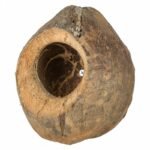 Back Zoo Nature Villa Coconut - Grote Kokosnoot - Tweede afbeelding