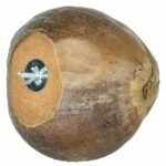 Back Zoo Nature Villa Coconut - Grote Kokosnoot - Derde afbeelding