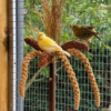 Grasboeket voor Vogels - Tweede afbeelding
