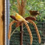 Grasboeket voor Vogels - Natuurlijke Vogelsnack