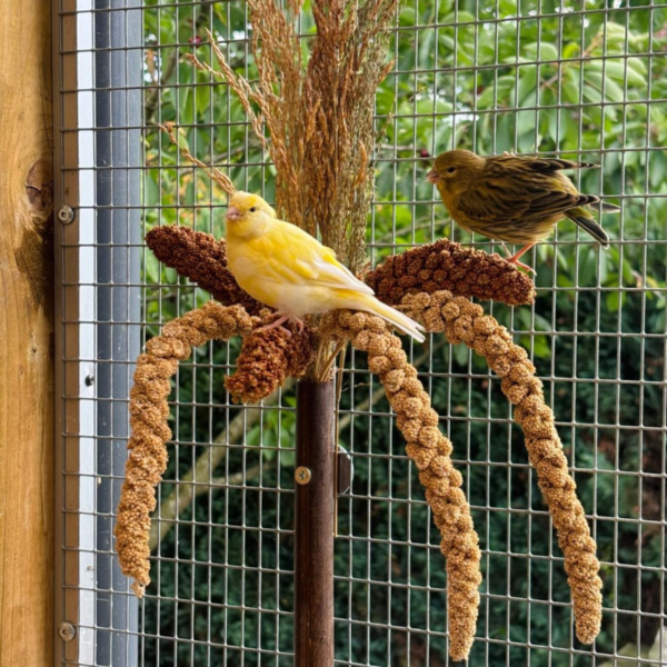Grasboeket voor Vogels - Vogelsnack