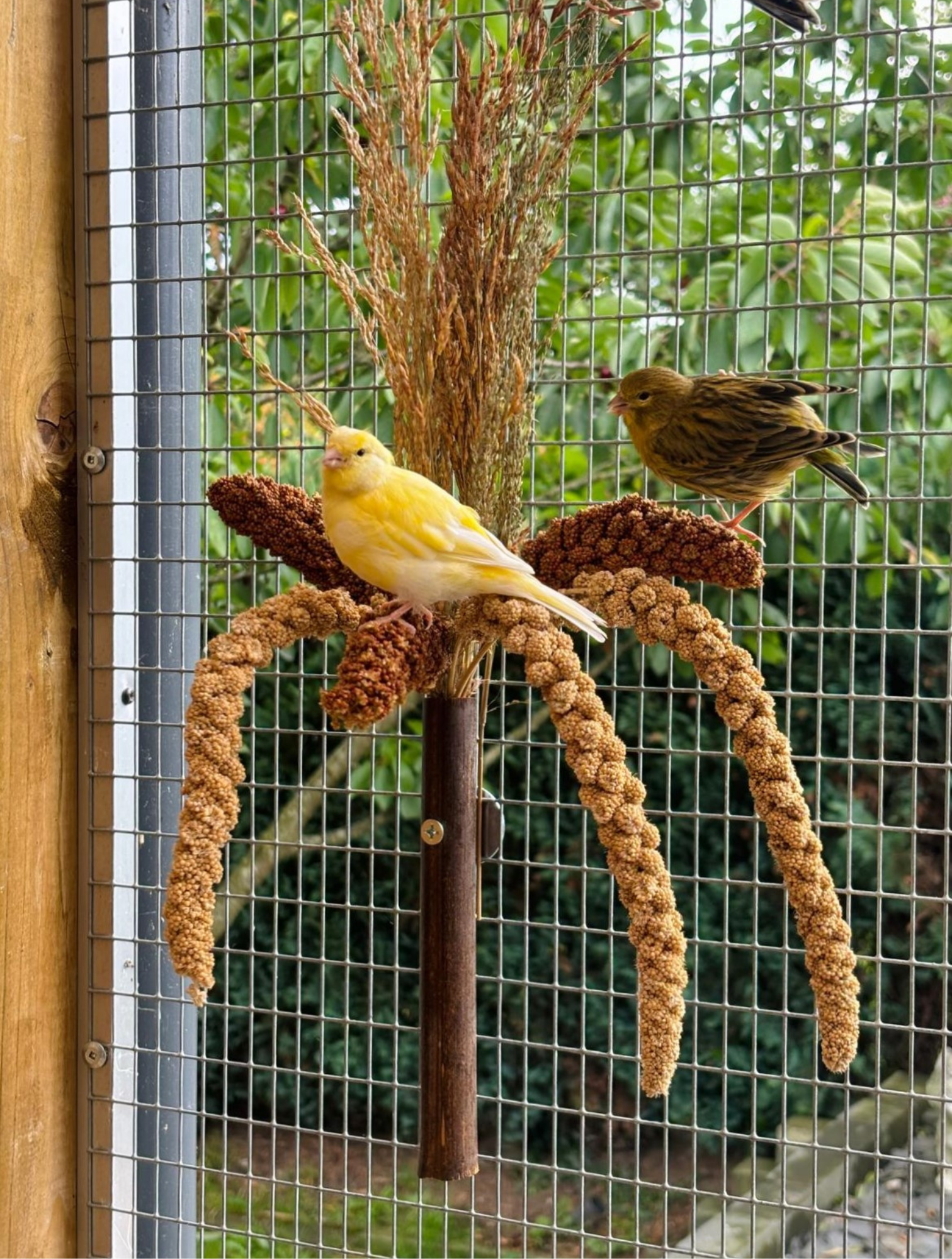 1443 Grasboeket voor Vogels - Natuurlijke Vogelsnack