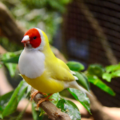 Tropische vogels