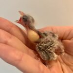 Vogelvoederspuit Elleboog - Opfok Voerspuitje - 12 ml - Tweede afbeelding