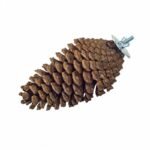 Back Zoo Nature Foraging Pine Cone - Dennenappel voor Vogels - Derde afbeelding