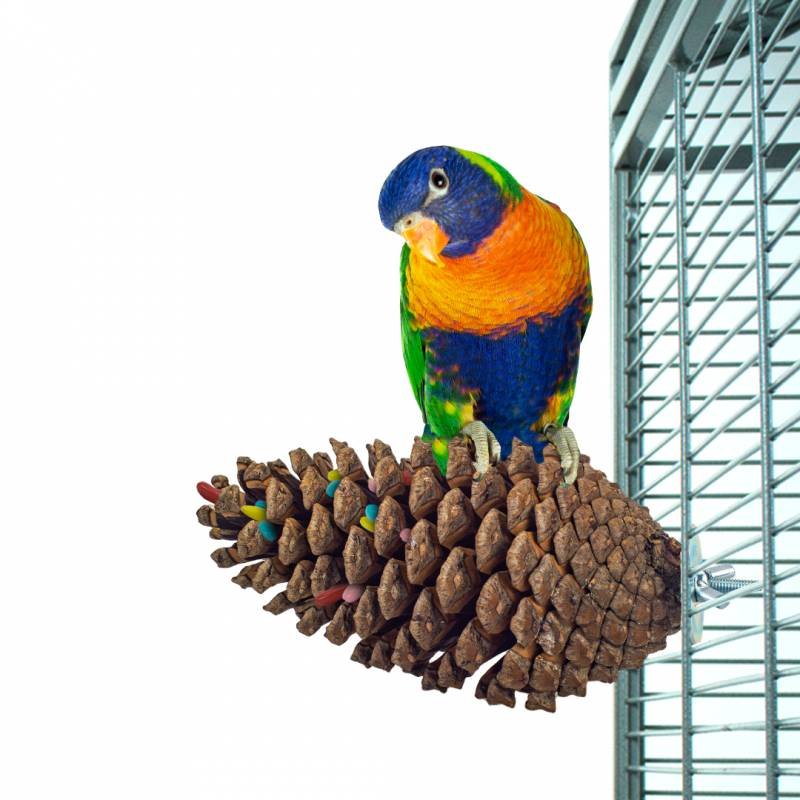 Back Zoo Nature Foraging Pine Cone - Dennenappel voor Vogels