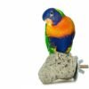 Back Zoo Nature Java Lava Stone - Snavelsteen