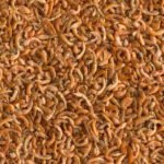 GrizO Gammarus - Vlokreeftjes - 5 Liter - Tweede afbeelding