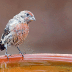 Siervogel in de ruiperiode met zichtbaar veerverlies