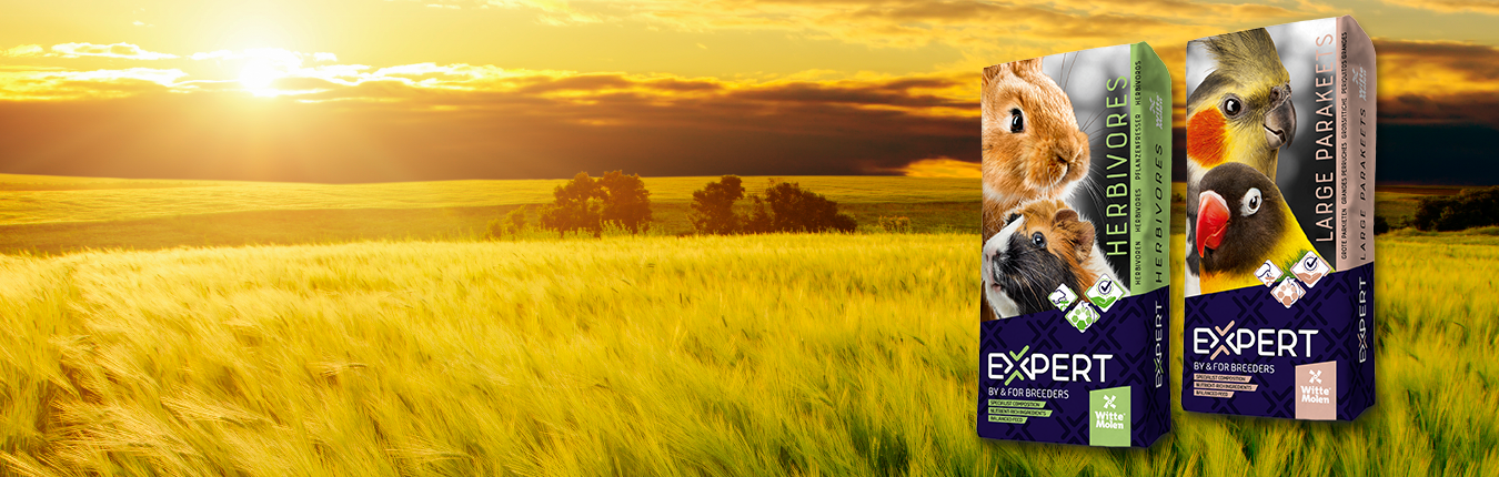 Witte Molen Expert Banner