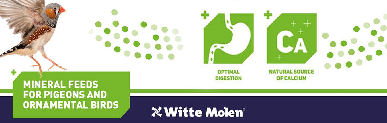 Witte Molen Plus Banner