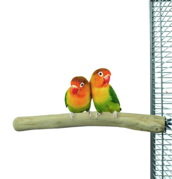 Back Zoo Nature Java Single Perch Small - Rechte Java Zitstok