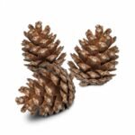 Back Zoo Nature Forest Pine Cones - 6 Stuks - Tweede afbeelding