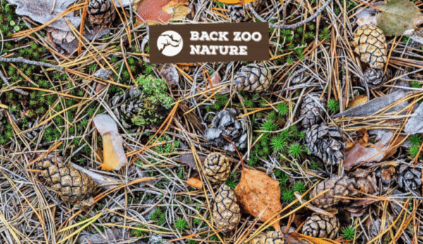 Back Zoo Nature Forest Pine Cones - 6 Stuks