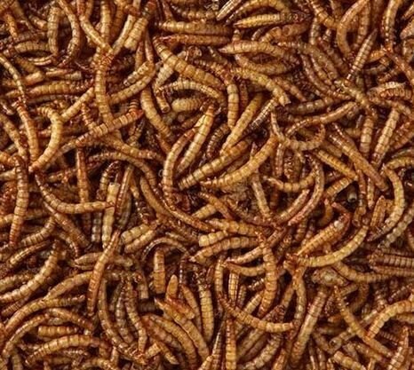 Kinlys Meelwormen - Gedroogde Meelwormen - 5.5 Liter - Tweede afbeelding