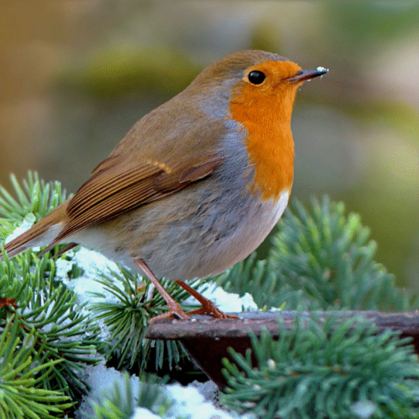 Categorie afbeelding Voer voor Tuindieren