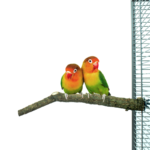Back Zoo Nature Corky Perch Small - Zitstok van Kurk