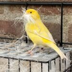 Kanarie met Sharpi nestmateriaal tijdens voorbereiding op het broedseizoen