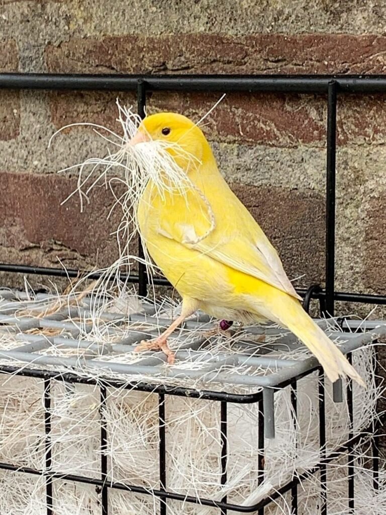 Kanarie met Sharpi nestmateriaal tijdens voorbereiding op het broedseizoen