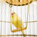 1. Categorie afbeelding Vogelbenodigdheden