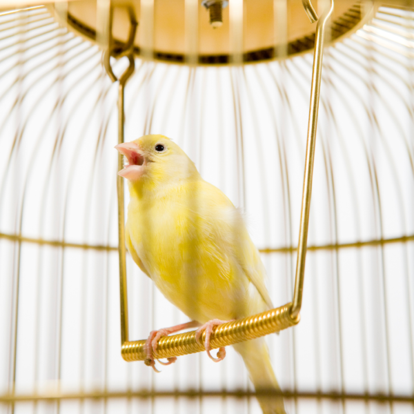 1. Categorie afbeelding Vogelbenodigdheden