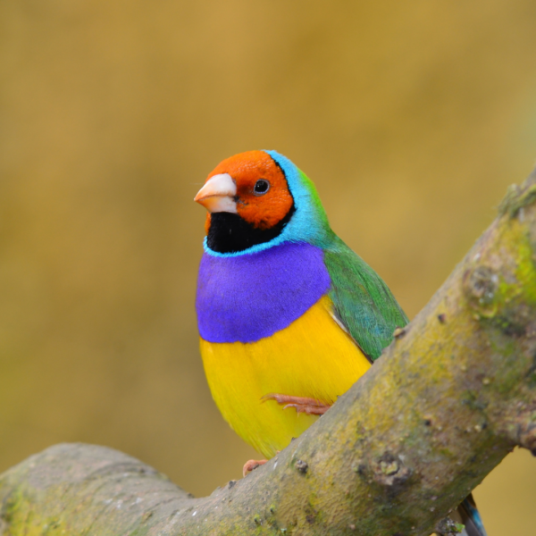 10. Categorie afbeelding Korting