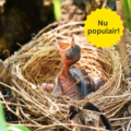 2. Categorie afbeelding Kweekbenodigdheden - Nu populair