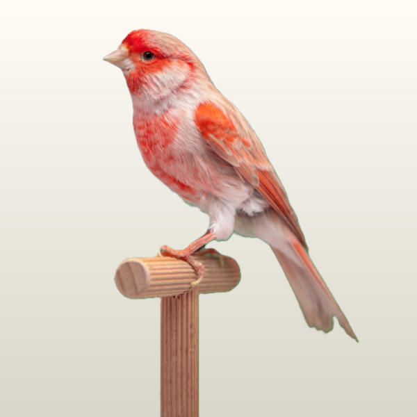 3. Categorie afbeelding TT-benodigdheden