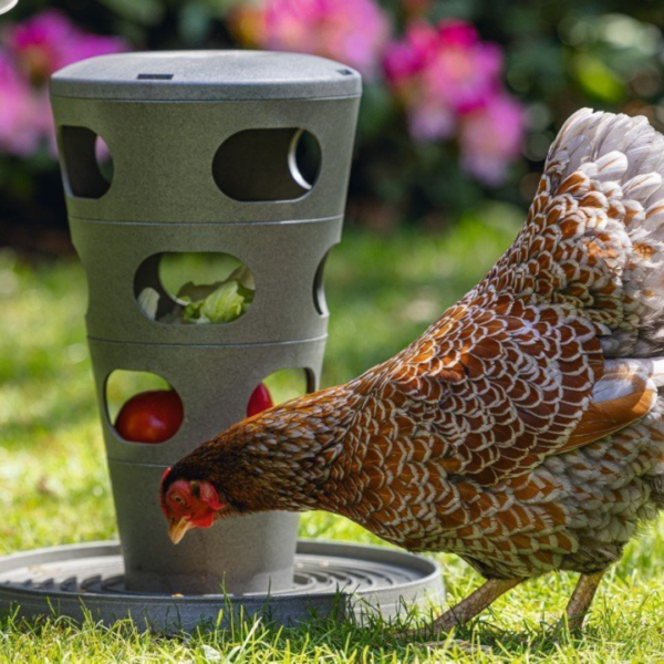 7. Categorie afbeelding Kippen