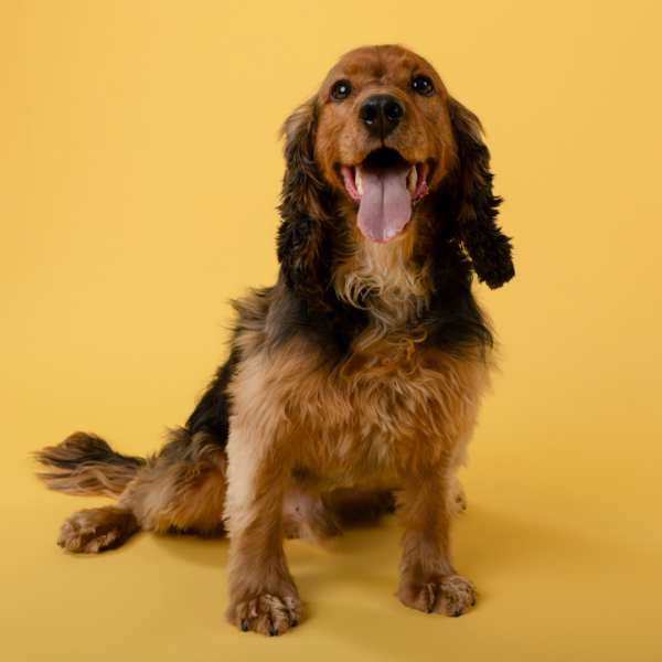 8. Categorie afbeelding Overige Dieren